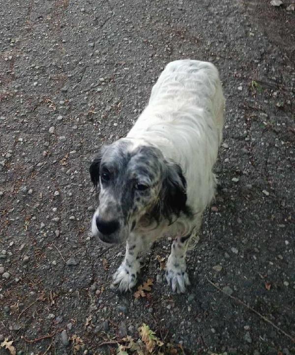 🌟🌟Spillo , splendido setter inglese lo Vuoi rendere felice ? 🐶 Foto 8